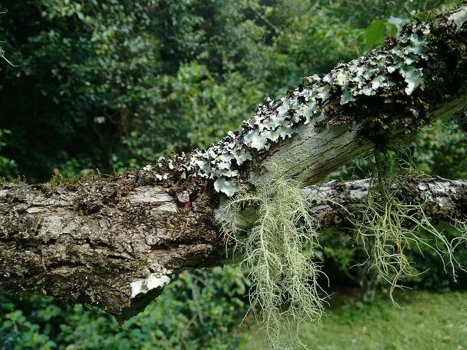 Moss, Tree, Rainforest, nature, outdoors, no people, day, plant HD wallpaper
