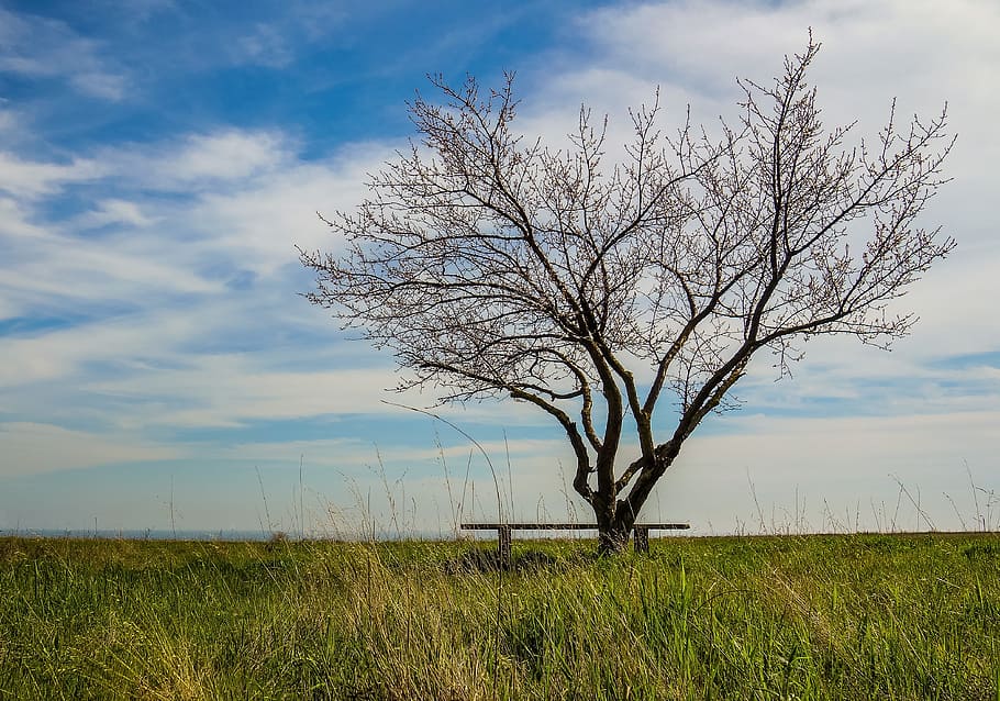 Tree, Grass, Bench, Sky, summer, landscape, field, nature, bare tree HD wallpaper