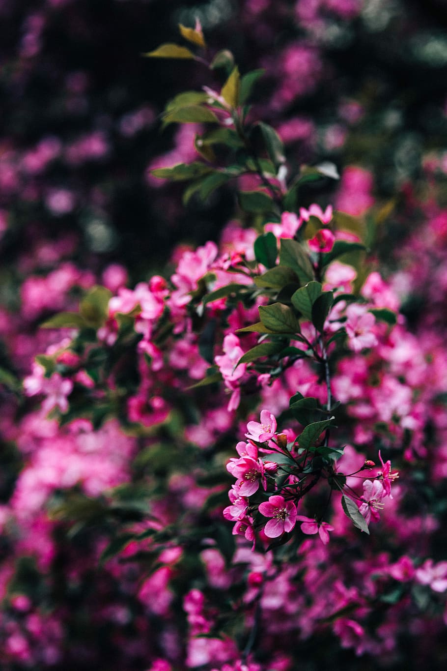 Lovely pink flowers blooming from the tree branches, copy space