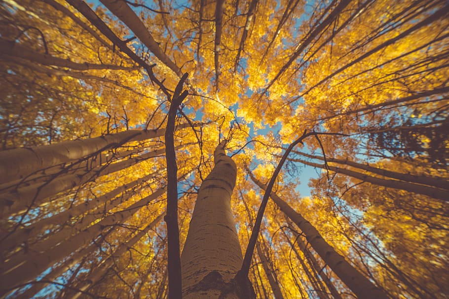 worm's eye view of trees during daytime, brown tree trunk during daytime HD wallpaper
