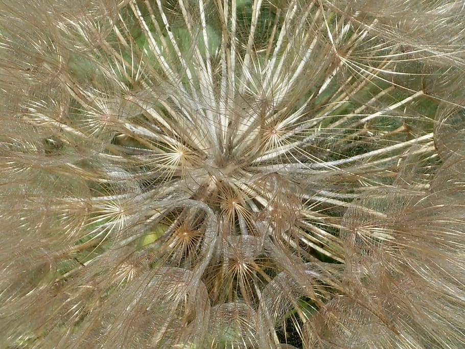 dandelion, plants, flower, growth, fragility, full frame, vulnerability HD wallpaper
