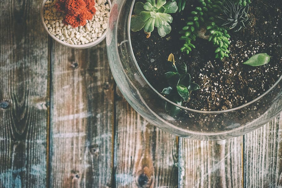 Aerial Photography of Green Potted Plant, cactus, glass, leaves HD wallpaper