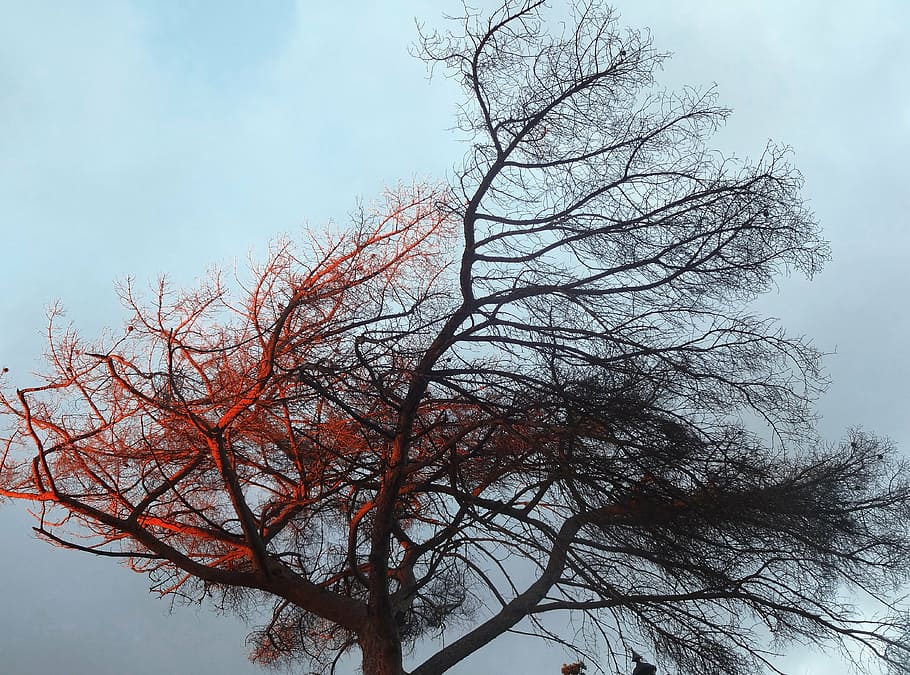 tree, light, gradient, color, sky, fall, wind, picture, photography HD wallpaper