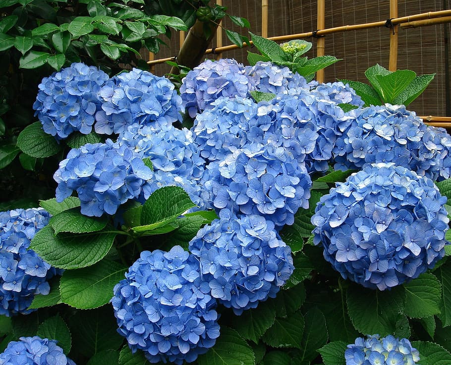 hydrangea flowers, Bush, Blossoms, plant, blooms, colorful HD wallpaper