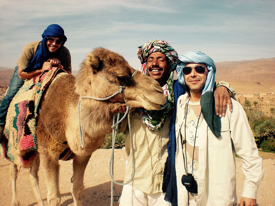 Camel, Portrait, Desert, Morocco, Travel, adventure, family, HD wallpaper