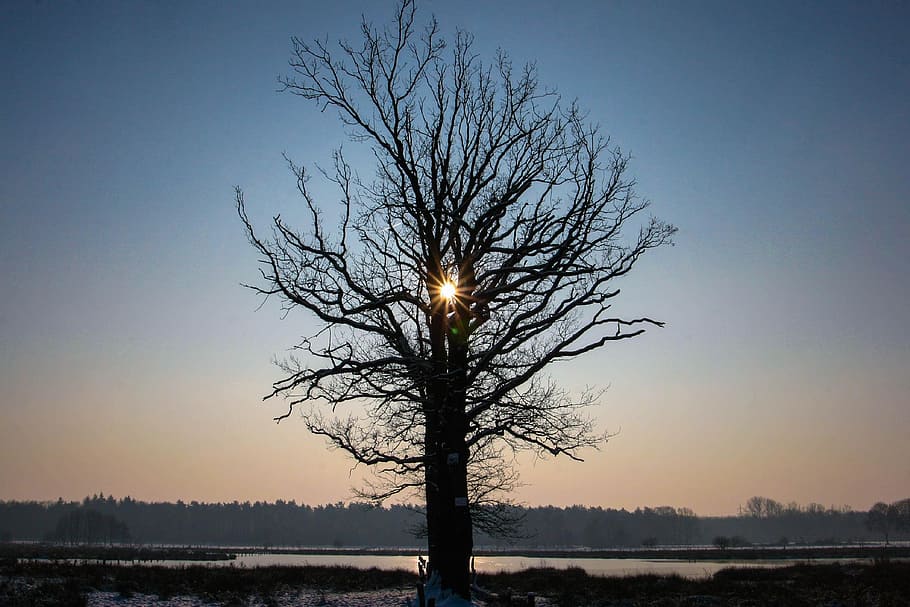 Tree, Winter, Cold, Snow, Nature, winter trees, wintry, sky HD wallpaper