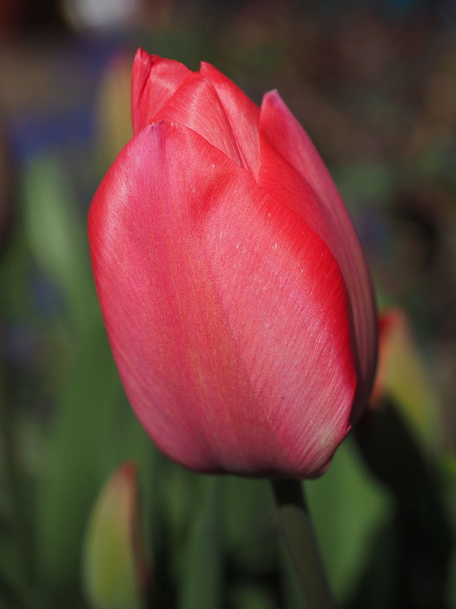 tulip, red, flower, spring, close, colorful, tulipa, lily, liliaceae HD wallpaper