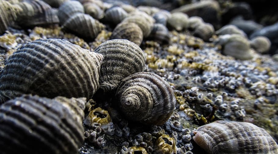 shells, seashell, ocean, marine, beach, summer, travel, tropical HD wallpaper