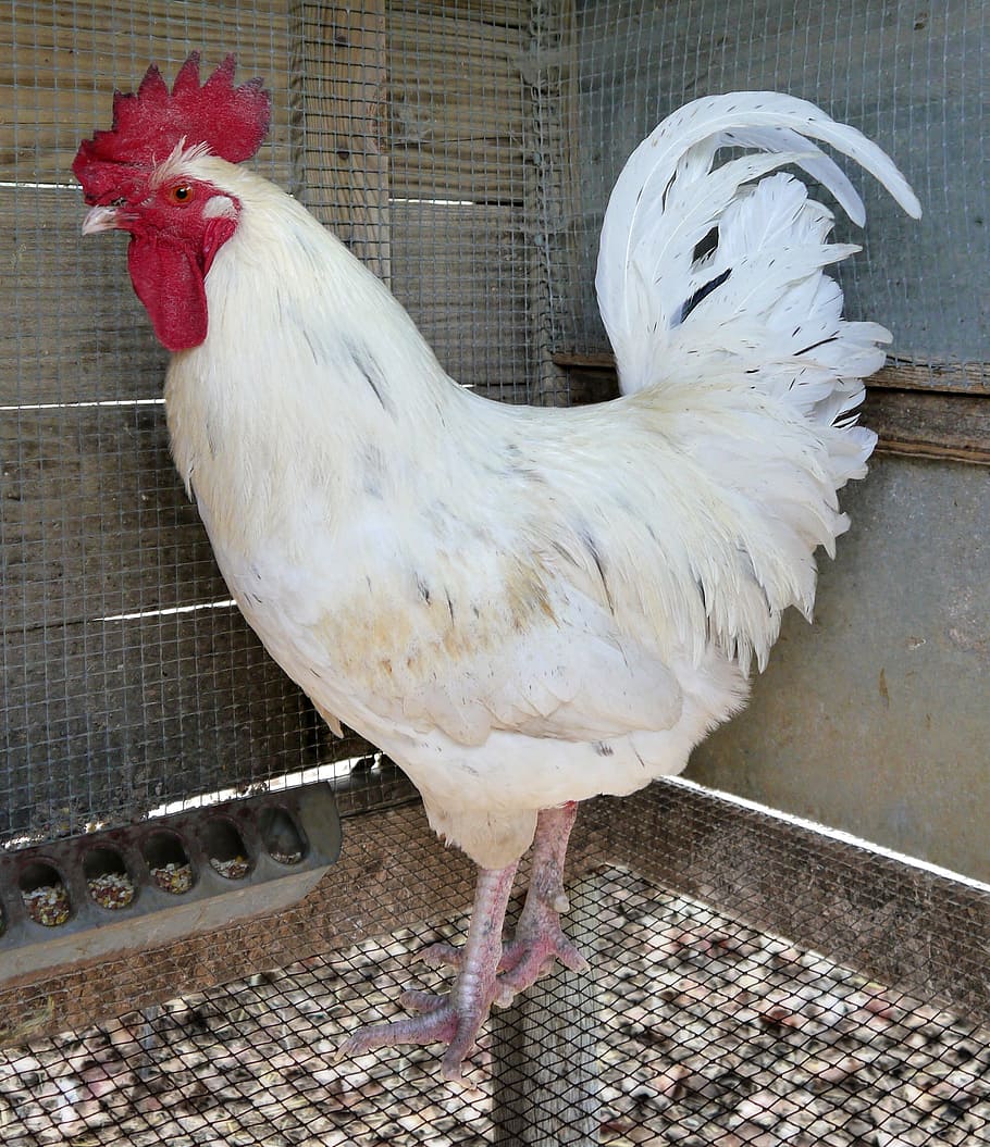 white rooster, chicken, poultry, bird, leghorn, jersey giant