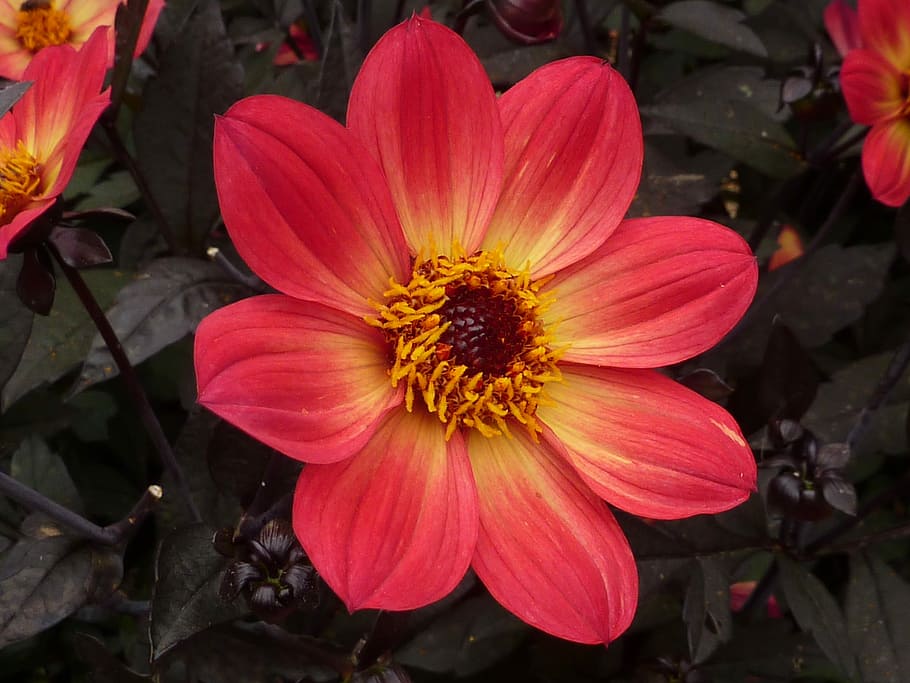 Flower, Dahlia, red, petal, nature, flower head, freshness HD wallpaper