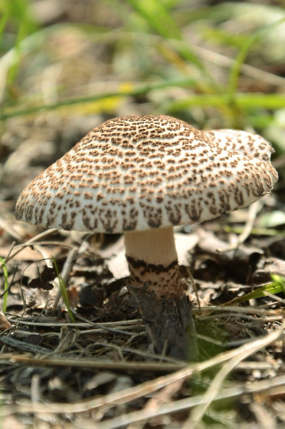 mushroom, forest, nature, fungus, vegetable, plant, growth HD wallpaper