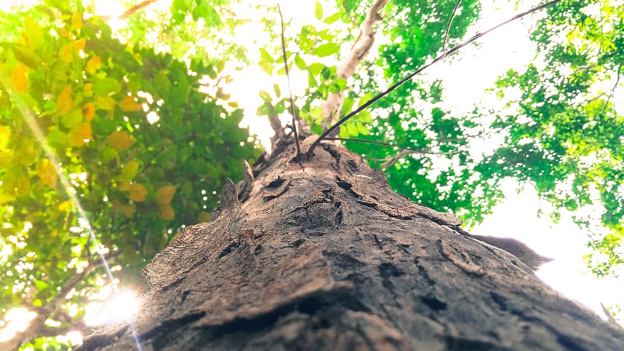 branch, environment, flora, growth, light, low angle shot, lush HD wallpaper