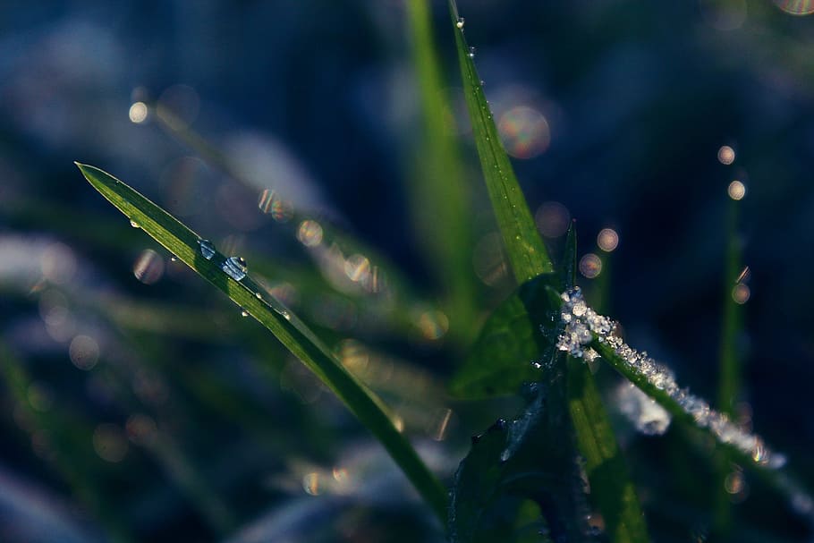 grass, nature, cold, water, water dripping, winter, green, moist HD wallpaper