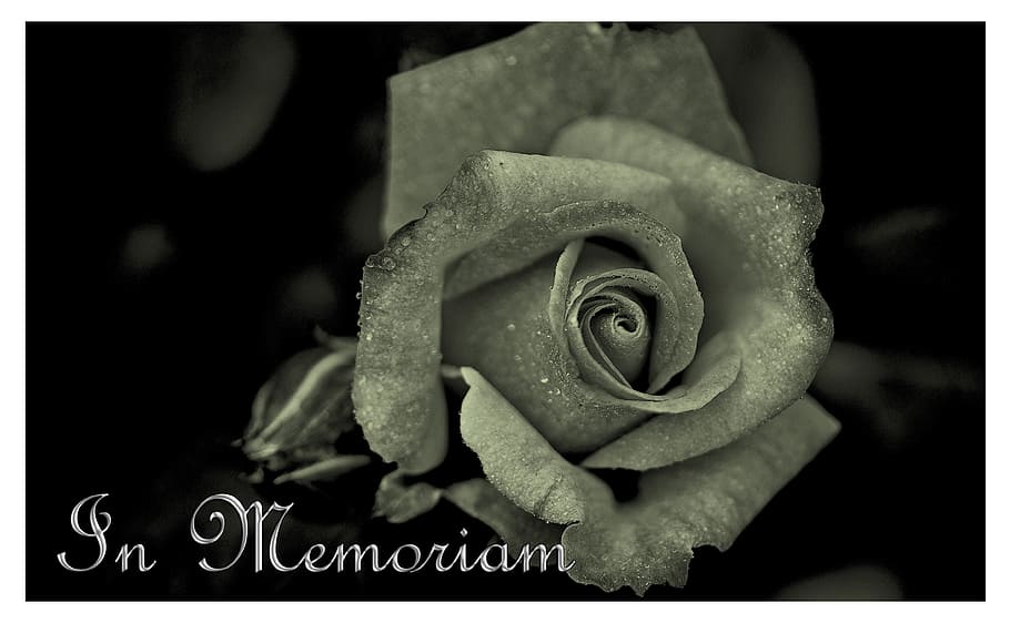 gray rose poster, mourning, death, die, trauerkarte, memory, saying, HD wallpaper