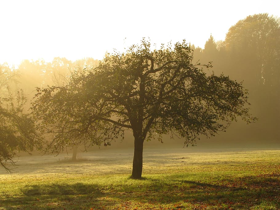 green tree surrounded by grass, Orchard, Apple Tree, Meadow HD wallpaper