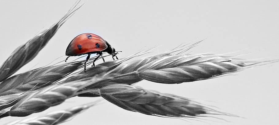 ladybug on gray wheat painting, ear, sky, lucky ladybug, red