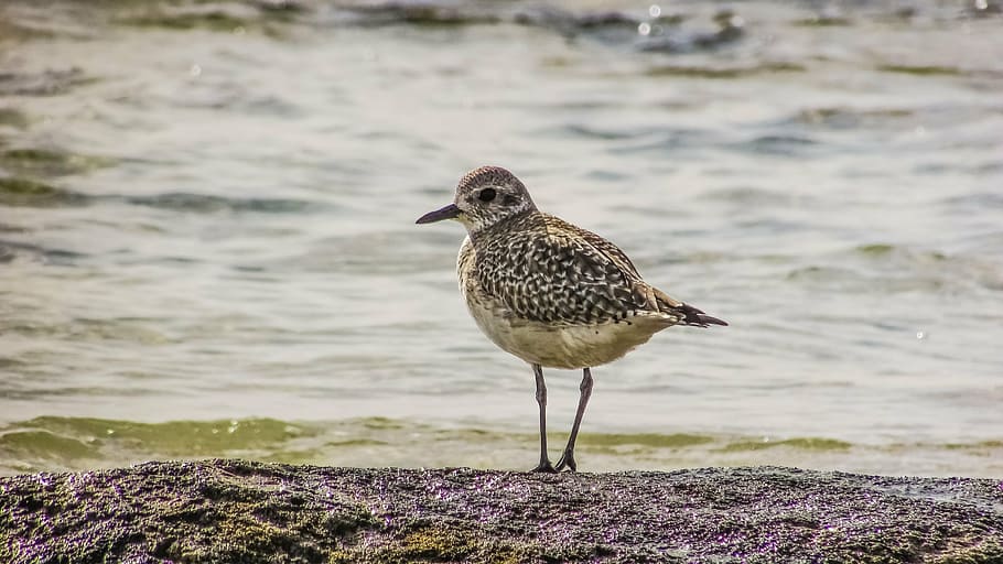 stint, grey, seabird, migratory, nature, wild, fauna, ecosystem HD wallpaper