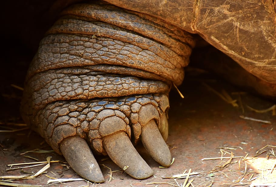 Giant Tortoise, Foot, Front, Turtle, animal world, one animal HD wallpaper