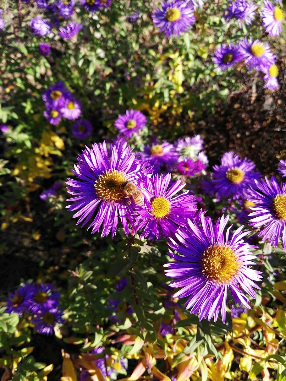 bee, aster, herbstastern, autumn, insect, be duster, nectar HD wallpaper