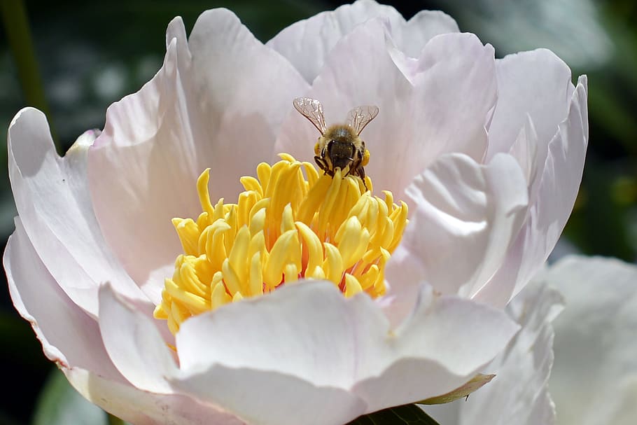 close-up photography of bee on white and yellow flower, pollen HD wallpaper