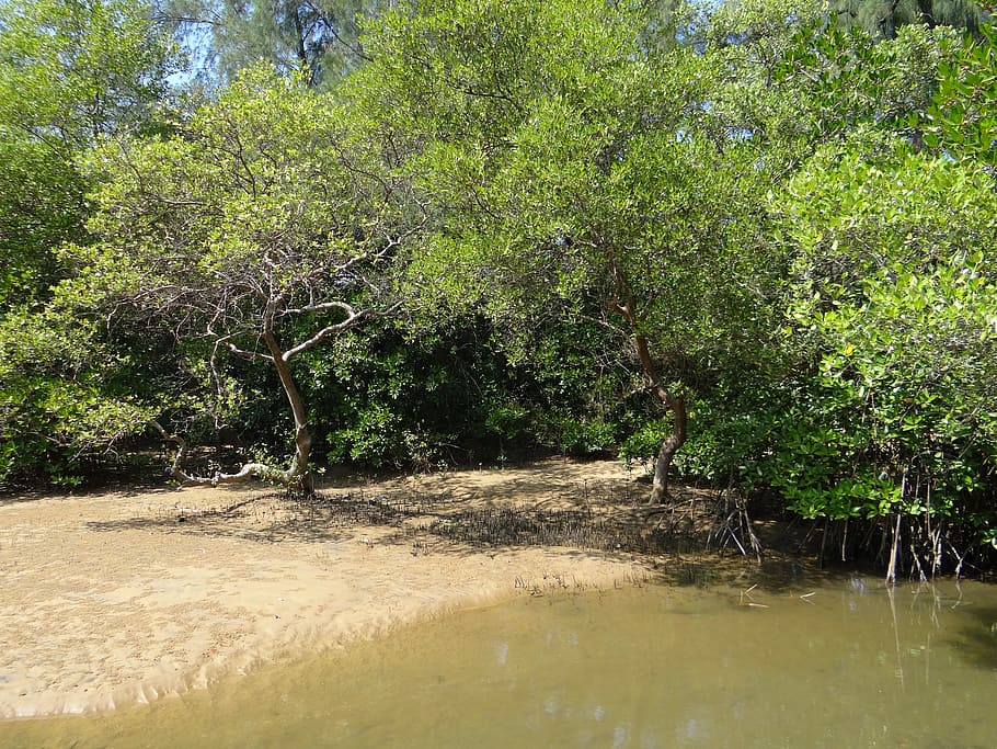mangrove, species, tidal forest, creek, karwar, india, tree, HD wallpaper