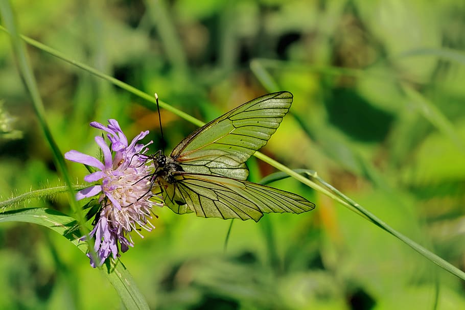 selective focus of butterfly on pink petaled flower, nature HD wallpaper