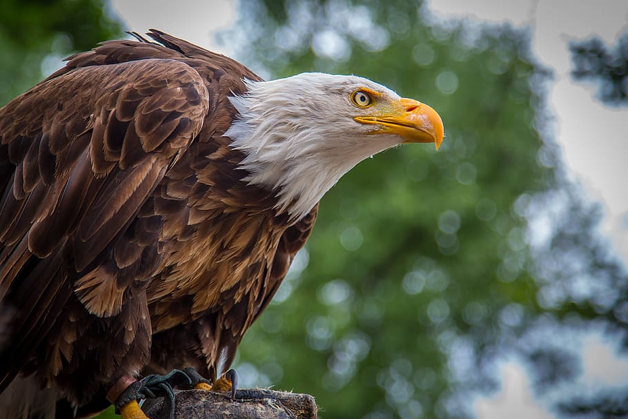 adler, white tailed eagle, bald eagle, bill, raptor, bird of prey, HD wallpaper