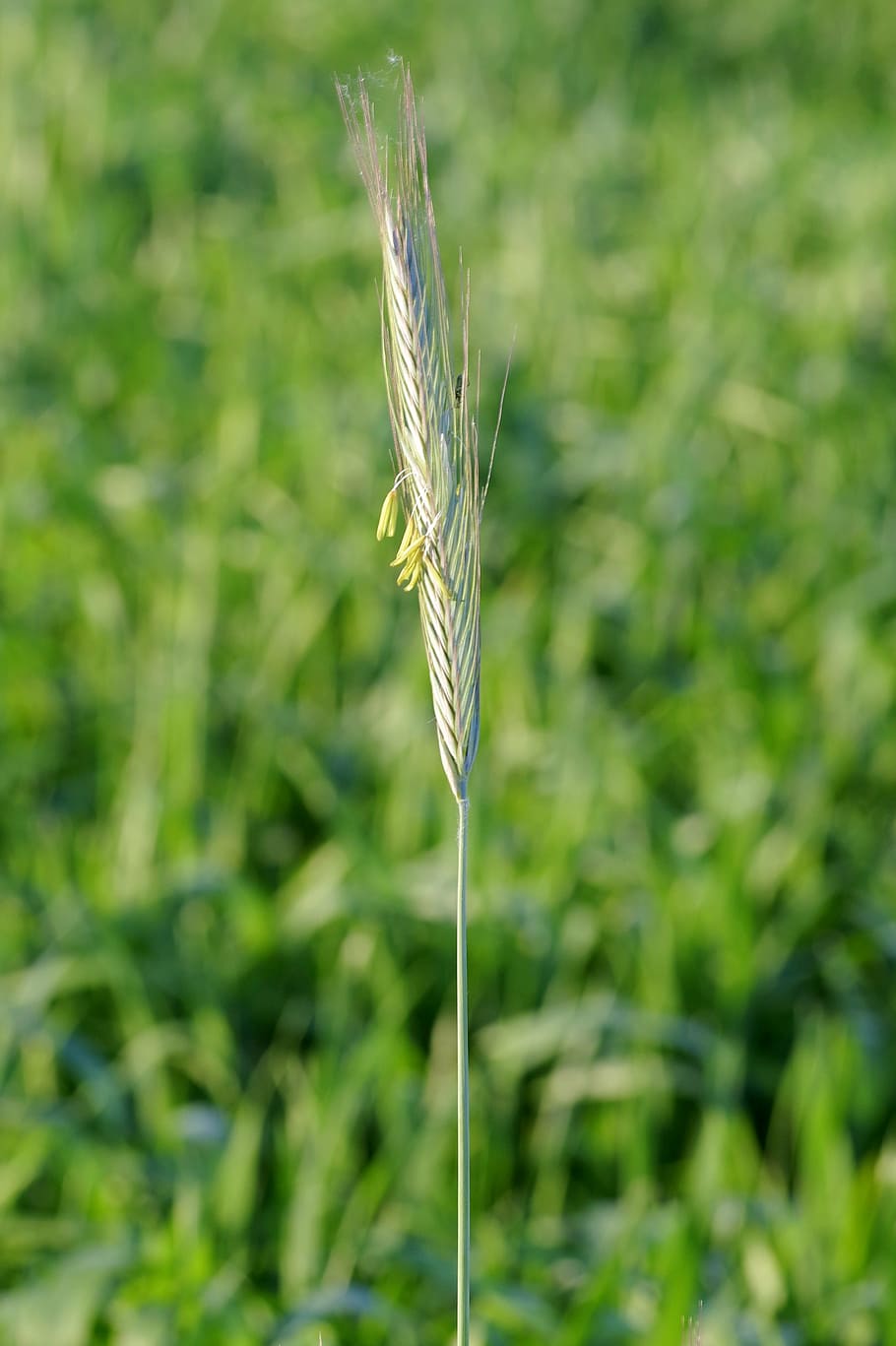 kłos, corn, blooms, single, agriculture, the cultivation of HD wallpaper
