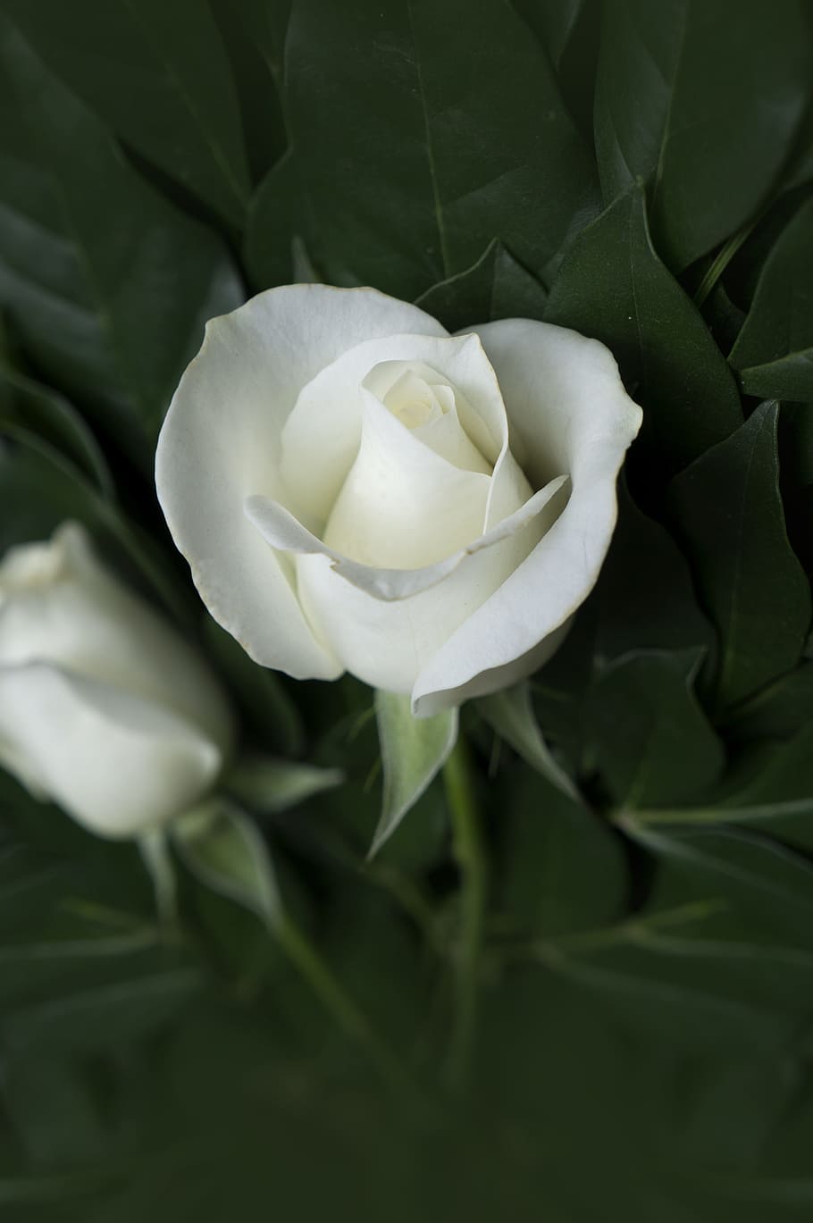 roses, emotion, pink white, pristine, flower, beauty in nature HD wallpaper