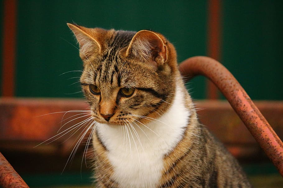 cat, kitten, cat face, stainless, cat's eyes, young cat, mackerel HD wallpaper