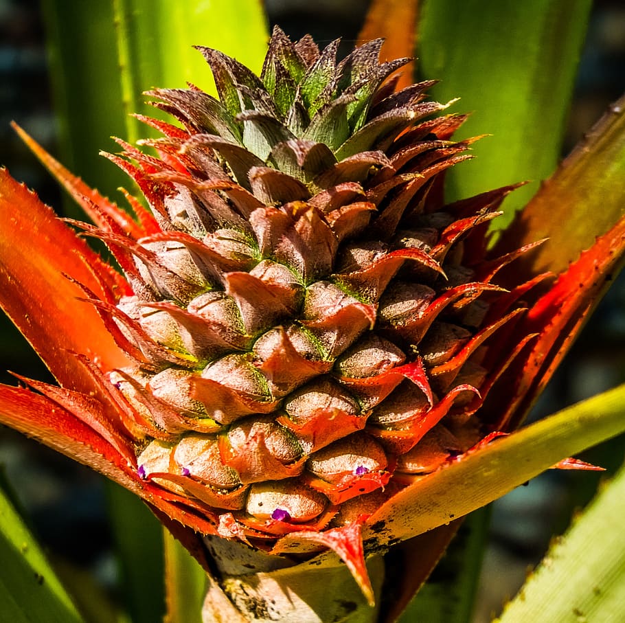 young pineapple, fruit, close-up, focus on foreground, plant HD wallpaper
