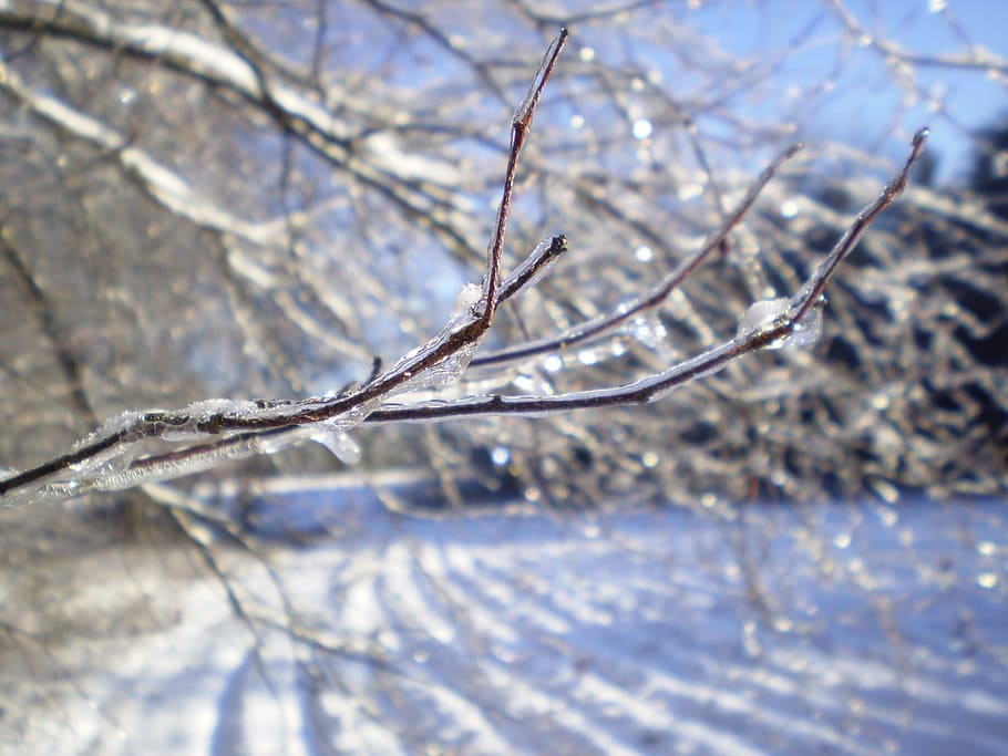close-up photo of brown tree branch coated with snow, winter HD wallpaper
