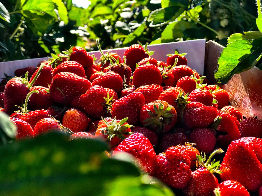 strawberry, summer, fruit, fresh, red, organic, nature, delicious HD wallpaper