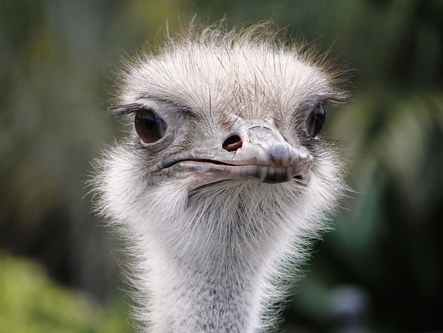 Ostrich, Attention, Bird, animal body part, animal wildlife HD wallpaper