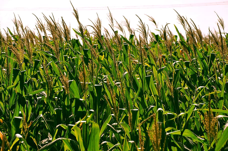 corn, fields, clouds, white cloud, blue sky, crops, harvest HD wallpaper