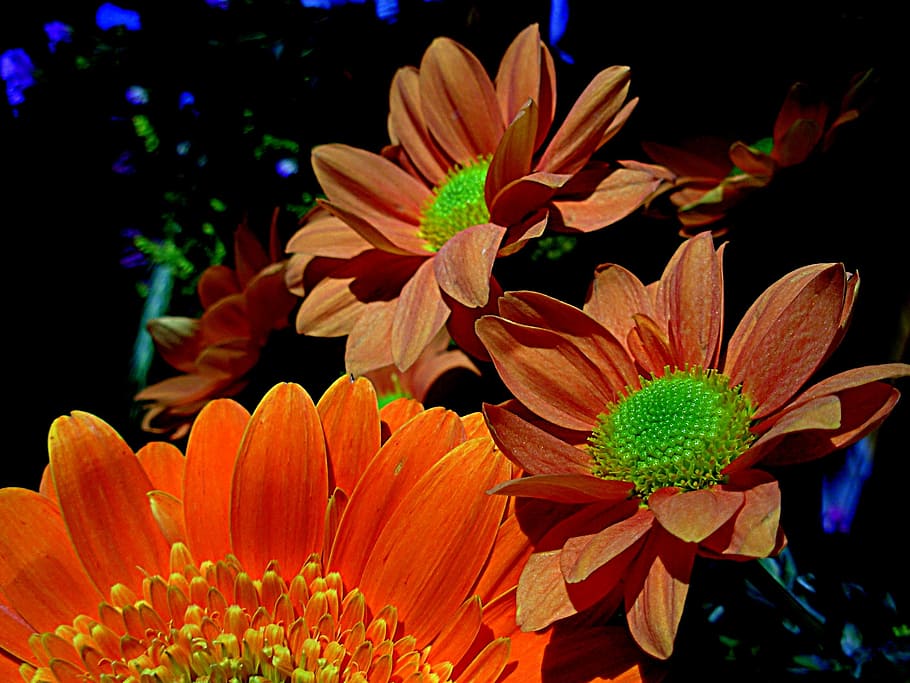 petals, spring, flower, plant, flowering plant, growth, fragility HD wallpaper