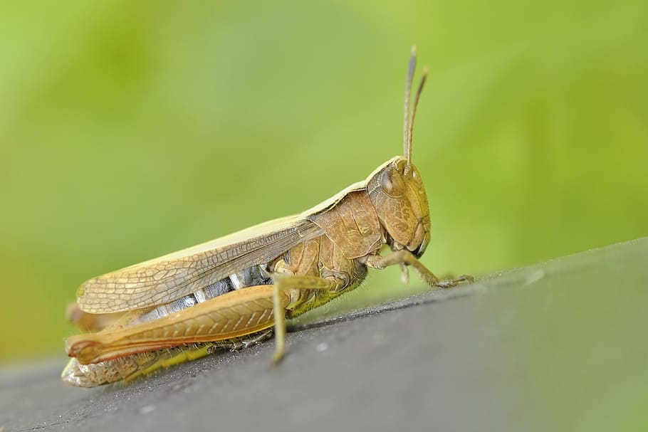 brown Eastern lubber grasshopper in close-up photography, konik HD wallpaper