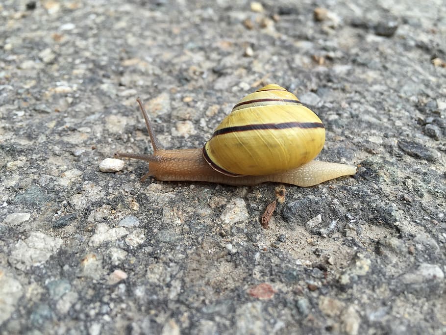snail, animals, brooding hen, macro, animal wildlife, animal themes HD wallpaper