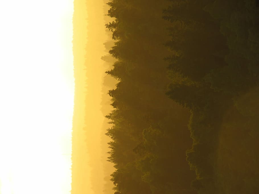 sunrise forest, green leaf trees at daytime, woodland, sunset HD wallpaper