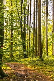 forest, away, hiking, nature, trees, forest path, trail, landscape HD wallpaper