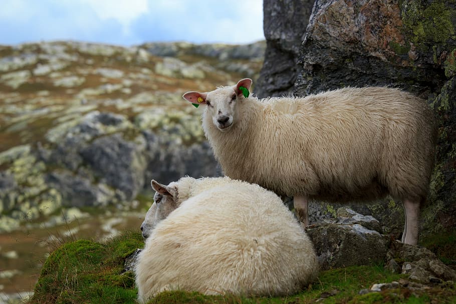 Two sheep. Зеленая овца. Овцы в горах. Арашан овцы. Бежевые овцы.