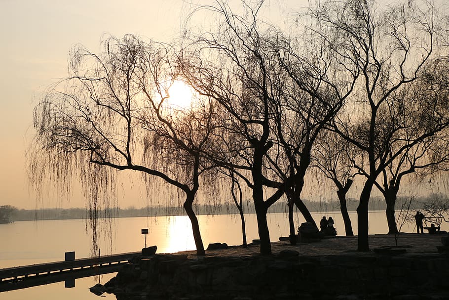 Sunset, Tree, Lake, Beijing, Scenery, silhouette, bare tree HD wallpaper