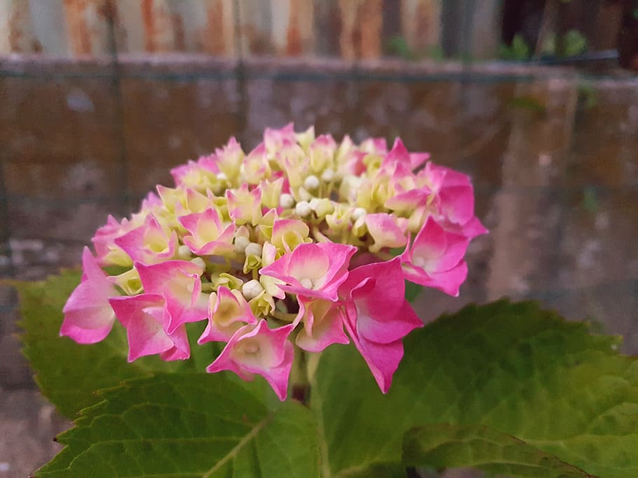 flower, garden, pink, flowering plant, beauty in nature, freshness HD wallpaper