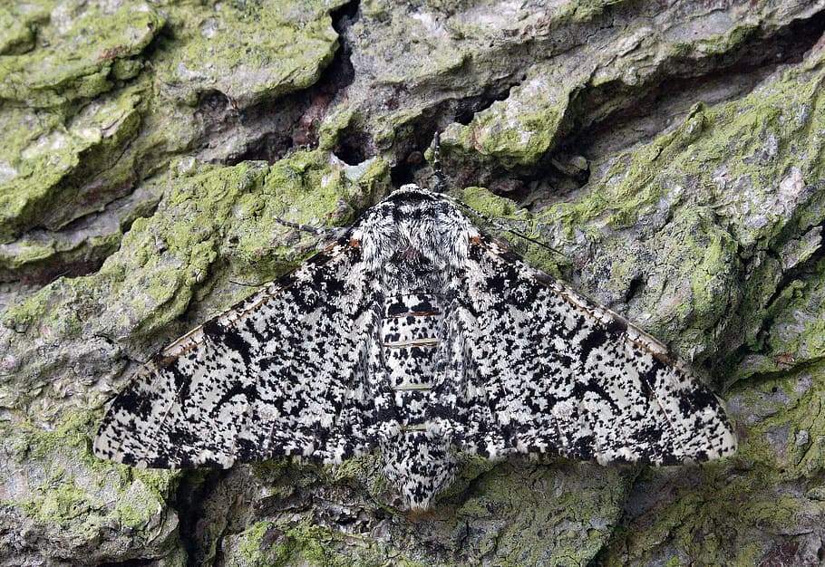 Moth, Macro, Lepidoptera, British, nature, insect, wings, camouflage HD wallpaper