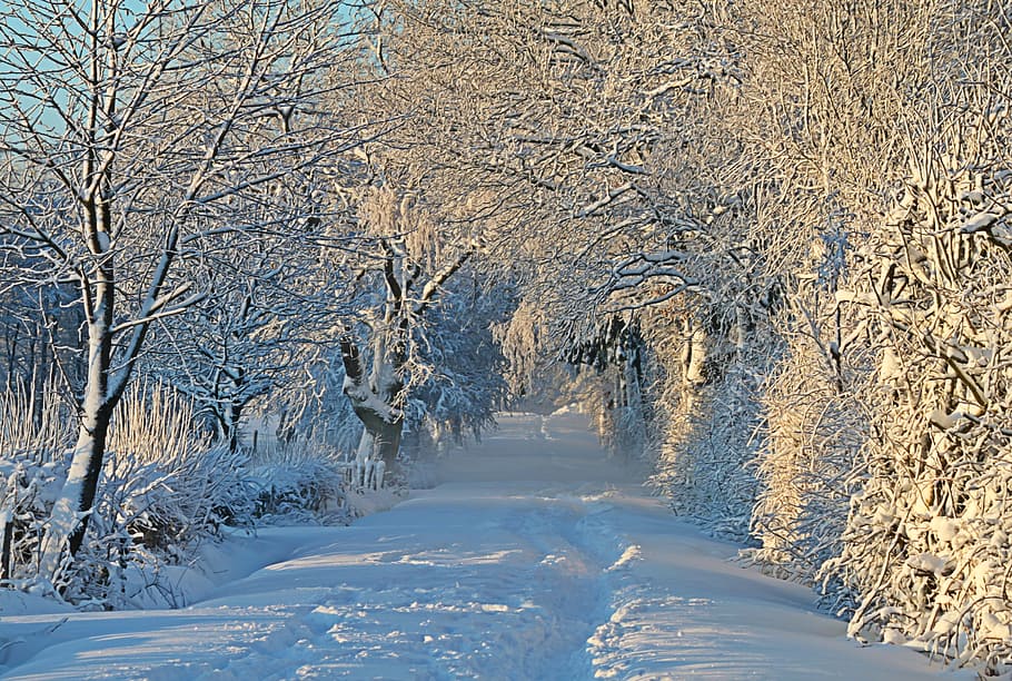 white snow on pathway at daytime, winter, wintry, snow landscape HD wallpaper