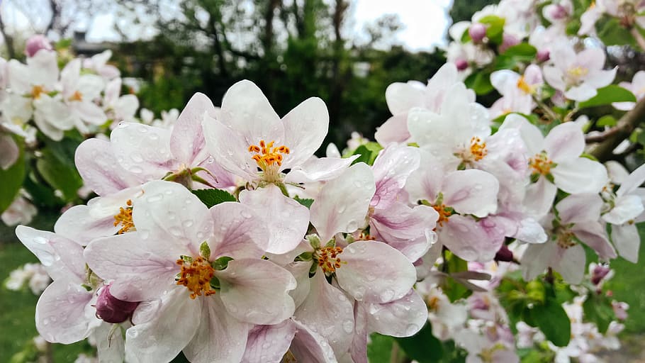 flowers, apple, tree, nature, spring, bloom, white, plant, apple blossom HD wallpaper