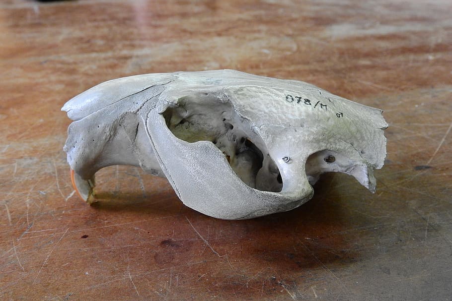 Skull, Skeleton, Teeth, Anatomy, dead Animal, animal Skull HD wallpaper