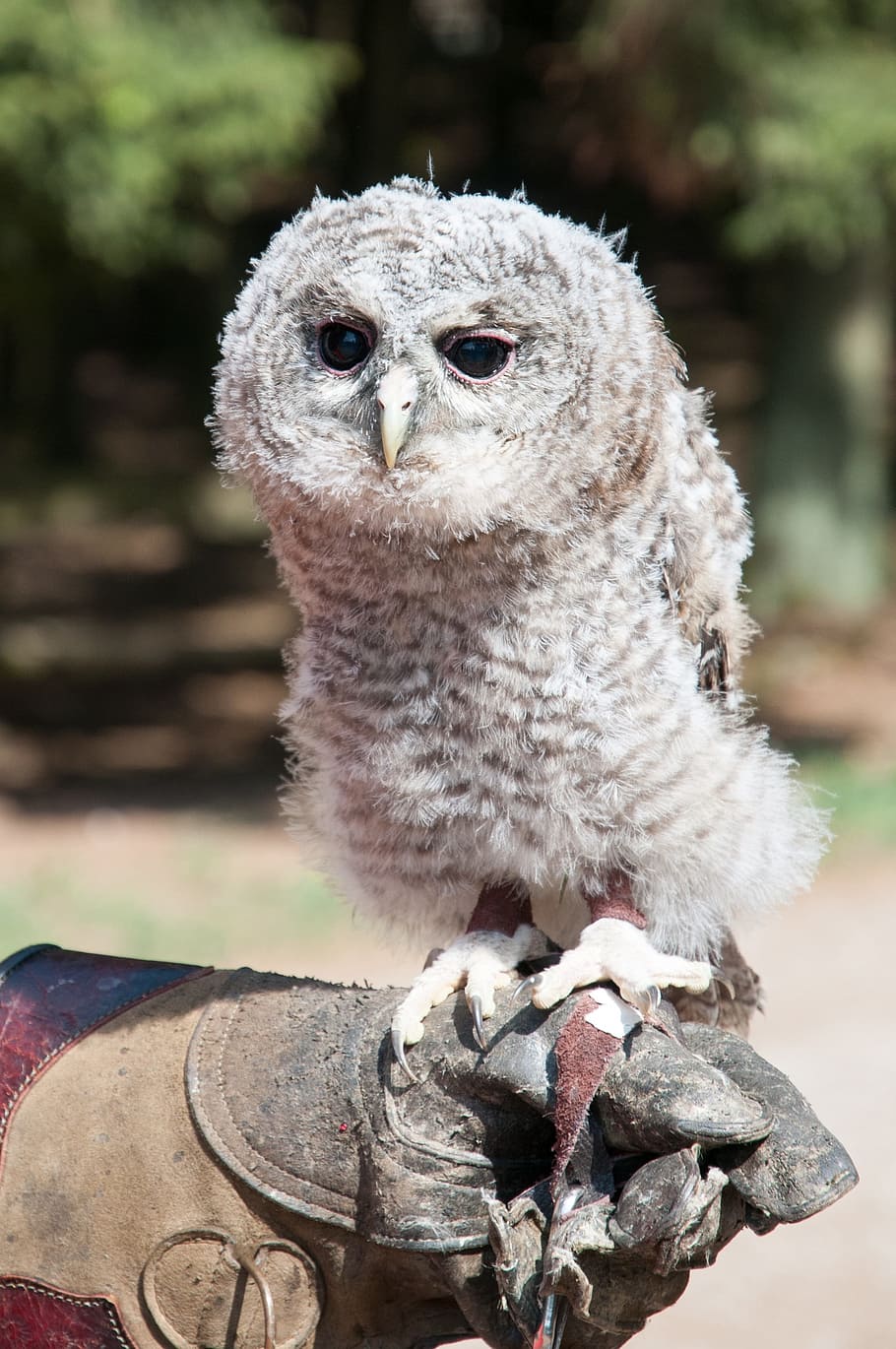 tawny owl, breeding, deer, hellenthal, baby, falkner, glove