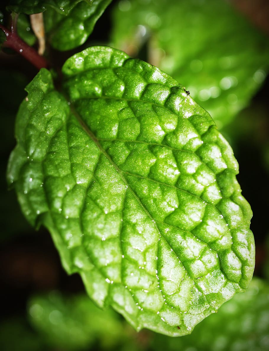 mint, leaf, menthol, herb, peppermint, fresh, spearmint, green HD wallpaper
