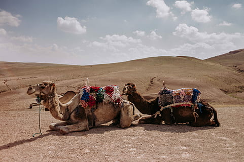 two camels kneeling on dessert, two camels lying on gray sand under blue and white cloudy sky HD wallpaper